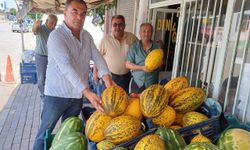Araban'da kavun hasadına başlandı