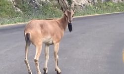 Giresun’da yaban keçisi görüntülendi