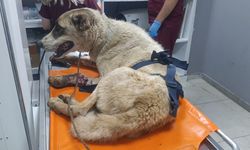 İslahiye'de yaralı halde bulunan sahipsiz köpek tedaviye alındı
