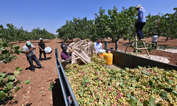 Antep fıstığında ilk hasat davul zurnalarla yapıldı!