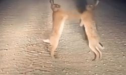 Boks maçını aratmayan anlar: İki yaban tavşanı kavga ederken görüntülendi