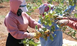 Boz Antep fıstığında fiyatlar üreticisinin yüzünü güldürüyor