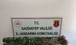 Gaziantep’te 428 kök kenevir ele geçirildi: 5 şahıs tutuklandı