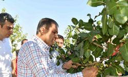 Şanlıurfa’da boz fıstık hasadı başladı