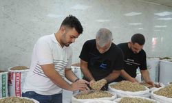 Şimdi stokçu fırsatçılar düşünsün! Antep fıstığına ithalat izni çıkıcınca fiyatlar ve satışlar düştü