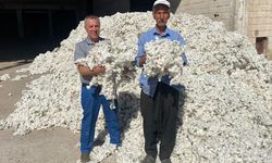 Araban Ovası'nda pamuk hasadı başladı