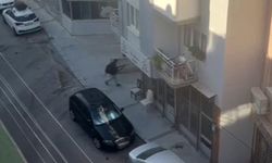 İzmir'de polis karakoluna saldırı: Görüntüler ortaya çıktı! 16 yaşındaki zanlı kamerada