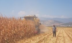 Gaziantep'te yağlık mısır hasadı başladı