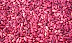 Antep fıstığında şok karar! Bakanlık ithalat izni verdi...