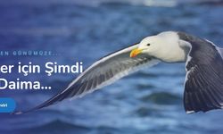 Hollandaca Türkçe Çeviri ve Korece Türkçe Çeviri