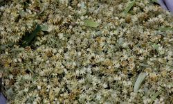 Ihlamurun fiyatı altınla yarışıyor! Kilosu 5 bin lirayı buldu...