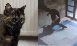 Evcil kediyi işkenceyle öldüren sanığa ilk duruşmada 3 yıl 8 ay hapis cezası