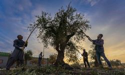 Gaziantep ve bölgede zeytin hasadı başladı