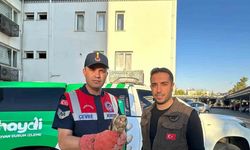 Kilis’te yaralı halde bulunan kerkenez kuşu koruma altına alındı