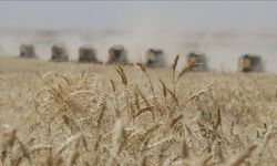 Güneydoğu Anadolu'dan 9 ayda 2,6 milyar dolarlık hububat ihracatı gerçekleştirildi