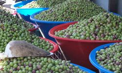 Gaziantep'te yeşil zeytin fiyatları sabit kaldı