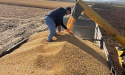 Araban Ovası'nda yağlık dane ve silajlık mısır hasadına başlandı
