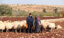 Gaziantep'te yaşlı çift, belediyeden aldığı destekle besici oldu