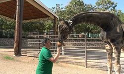Gaziantep'te Zürafalar ile bakıcılarının dostluğu şaşırtıyor