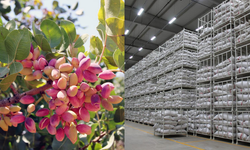 Antepfıstığında depolama süreçleri yeniden düzenlendi