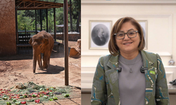 Fil Gabi TBMM'de gündem olmuştu! Başkan Şahin iddialara yanıt verdi