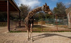 Gaziantep'in simgesi zürafa Şakir'den üzücü haber!