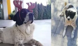 ABB'den Matmazel'e ilişkin açıklama: Darp edildiği tespit edilmiştir