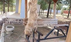 Vahşet! Öldürülen köpekle ilgili çok yönlü soruşturma