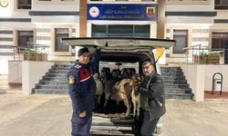 Gaziantep'te sahte parayla hayvan satın aldılar! Jandarma o şahısları yakaladı...