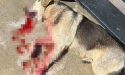 Tavuklarını yediği için 2 köpeği öldürmüştü! O şahıs tutuklandı...