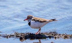 Takkeli Cılıbıt kuşu Türkiye’de ilk kez Gaziantep’te görüntülendi