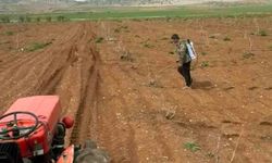 Araban'da Antep fıstığı tarlalarında yabancı otlarla ilaçlı mücadele