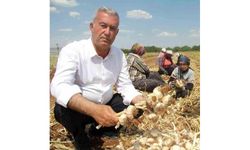 AB Tescilli Araban Sarımsağı dünya devleri arasında 5'inci seçildi