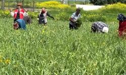 AB tescilli Araban sarımsağında yabancı ot temizliği sürüyor