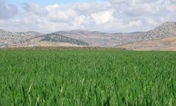 Gaziantep'te yağışlar buğday üreticisinin yüzünü güldürdü