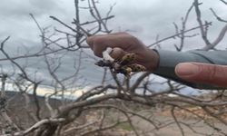 Kar ve yağmur bereketi: Antep fıstığında kuraklık endişesi geçti