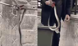 Gaziantep'te Fen Lisesinde zehirli yılan paniği İşte 'O' Anlar