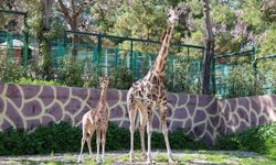 Türkiye’de doğan ilk zürafa yavrusu, Gaziantep Doğal Yaşam Parkı’nda!