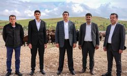 Şehitkamil'de kurbanlık fiyatları açıklandı