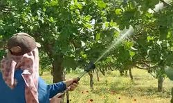 Araban'da Antep fıstığı üreticileri hastalıklar ve zararlılarla mücadele başlattı