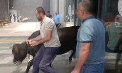 Gaziantep'te kaçan kurbanlık dana soluğu acil serviste aldı!