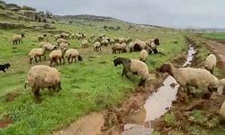 Gaziantep'te kurbanlıklar satışa hazır!