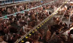 Çok konuşulan operasyonla ilgili açıklama! 13 beyaz et firmasına "denetim kayyumu" uygulaması