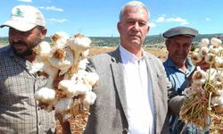 Gaziantep'te AB tescilli Araban sarımsağının hasadı başladı