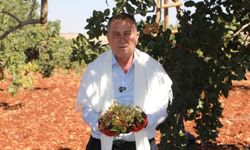 Başkan Doğan, Antep Fıstığı hasadına katıldı