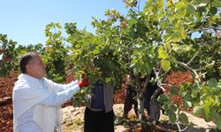 Nizip Belediye Başkanı Doğan, Antep Fıstığı hasadına katıldı