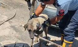 Gaziantep'te itfaiye ekipleri anne köpek ve yavrularını kurtardı