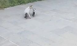 Gaziantep'te havalandırma boşluğuna düşen yavru kediyi itfaiye kurtardı
