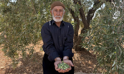 Gaziantep'te sofralık yeşil zeytin hasadı başladı