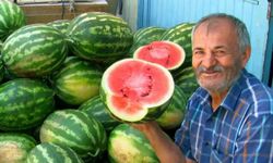 Araban Ovası'nda ikinci ürün güz karpuzu hasadı devam ediyor